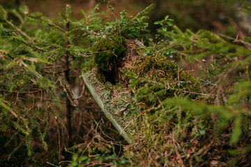 Wild forest flora and fauna. Green plants in the woods.