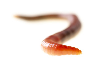 Earthworm on a white background.