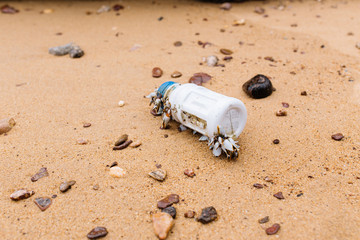 Close up alive clam shell on plastic bottles trash at beach.