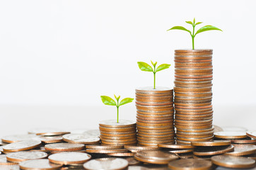 coin stack money saving concept. green leaf plant growth on rows of coin on white background. money...