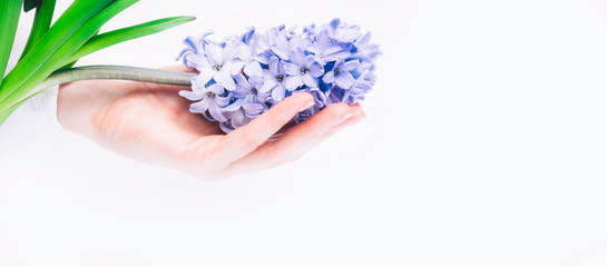 A hand holds a hyacinth flower on white background