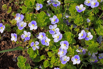 Veronica filiformis