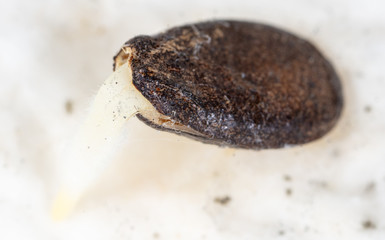 Watermelon seed germinates for planting in the ground.