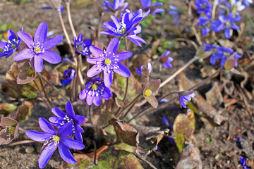 Hepatica (hepatica, liverleaf, or liverwort)