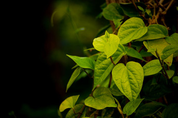 Betel leaf has many benefits to health, can be used as medicine and traditional medicine. Most...