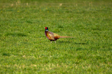 Fasan seitleich auf einer Wiese