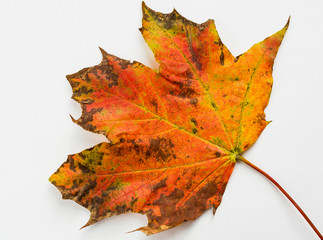 maple leaf on a white