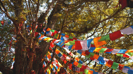 Multi-colored festive flags hang on the background of trees, large pine and blue sky.