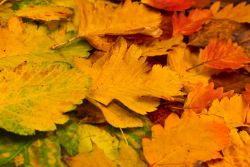 Naklejka na ściany i meble Colorful autumn leaves. Autumn background. The basis for the postcard.
