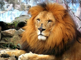 portrait of a male lion