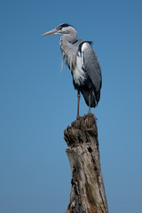 Grey heron perched on top of a dead tree stump