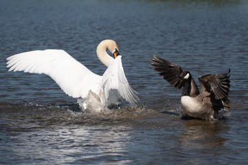 Swan attacking a Canadian Goose in a pond
