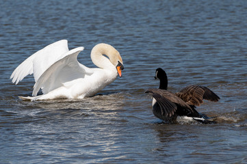 Swan attacking a Canadian Goose in a pond