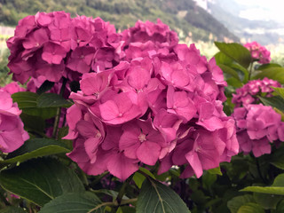 Hydrangea blooming pink blossom closeup