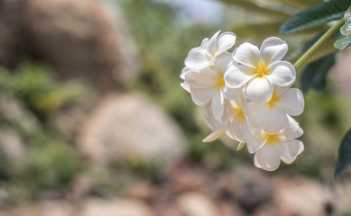 Fototapeta premium White Plumeria flowers in the garden at midday.