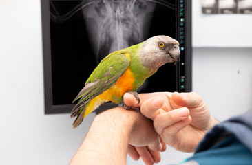 vet and bird