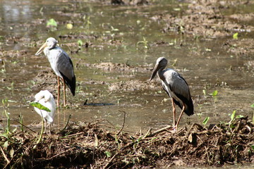 great blue heron