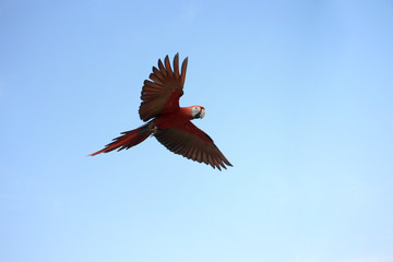 One macaw parrot flew beautifully with the sky as the background.