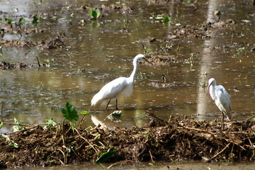 great white heron
