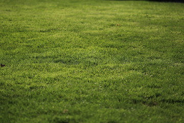 Green Grass Background