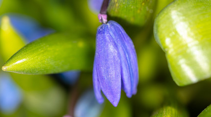 Obraz premium Blue flower on the nature in spring.