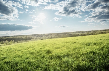 Fototapeta premium field of spring grass and perfect sky