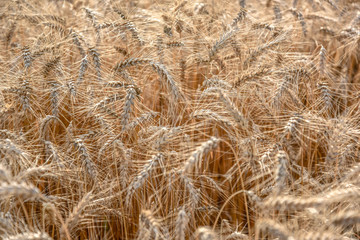 Ripe grain on the meadow. Harvest corn. Agricilture.