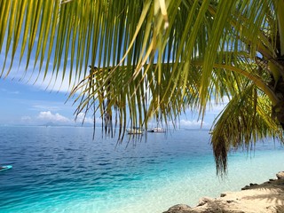 Naklejka premium palm tree on the beach