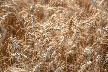 Fototapeta premium Ripe grain on the meadow. Harvest corn. Agricilture.