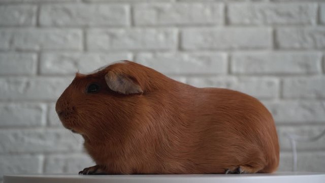 The red domestic guinea pig (Cavia porcellus), also known as cavy or domestic cavy