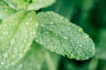 Close up sur des feuilles de menthe verte avec des gouttes de rosée