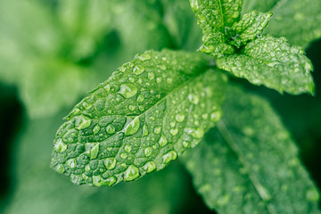 Close up sur des feuilles de menthe verte avec des gouttes de rosée