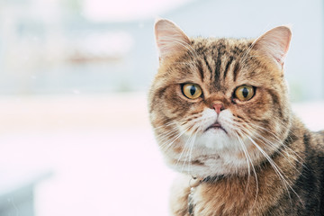 Portrait d'un chat de race tigré exotic shorthair