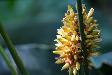 close up of a flower