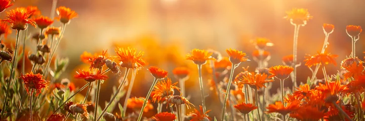 Foto op Canvas Natural summer background orange field flowers in the morning sun rays with soft blurred focus. Banner. © Volha Zaitsava