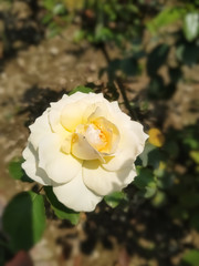Beautiful white roses in the garden. Perfect for background. Natural