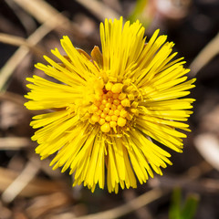 Yellow flower in the ground on nature.