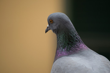 collection of photographs of city pigeon