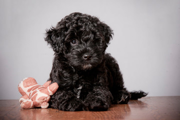 Black cute poodle puppy sitting on wood