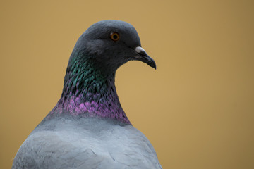 collection of photographs of city pigeon