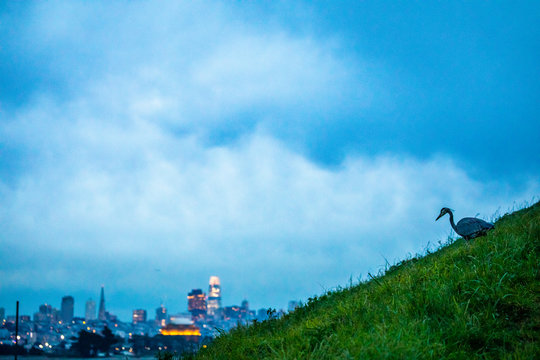A single heron perched on a grassy hill with the city of San Francisco behind it at sunset. 