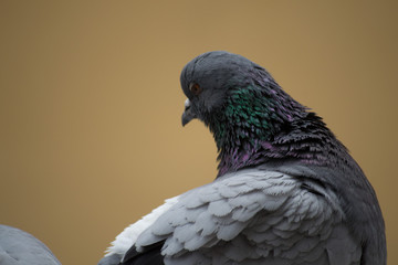 collection of photographs of city pigeon