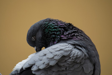 collection of photographs of city pigeon