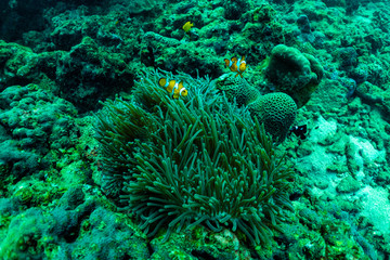 Beautiful anemone and clown fish in the shallow sea in Phuket; Thailand.