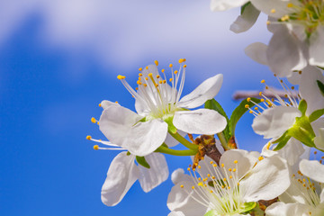 Apricot blossoms. Flower on apricot tree of blue sky.