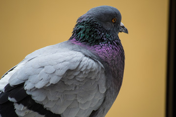collection of photographs of city pigeon