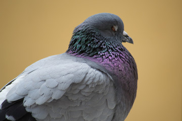 collection of photographs of city pigeon