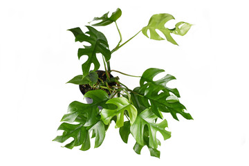 Tropical 'Rhaphidophora Tetrasperma' house plant with small leaves with holes, also called...