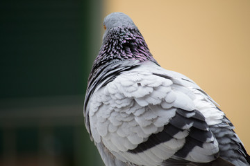 collection of photographs of city pigeon