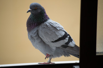 collection of photographs of city pigeon